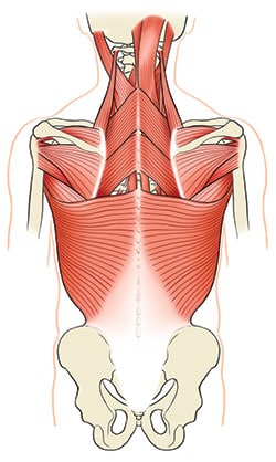 Anatomie